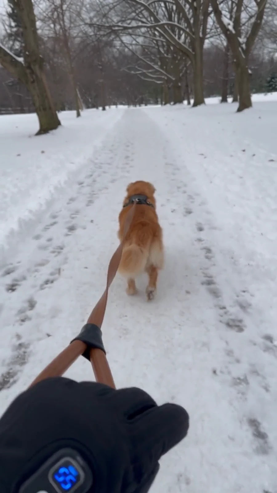 A black heated glove holding a dog leash on a snowy walk